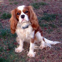 Cavalier King Charles Spaniel All Grown Up from Claymoore Cavaliers