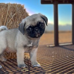 Axel AKC Male Pug - Pug puppy from Broken Road Ranch