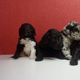 Labradoodle Puppies from Stephanie's Labradoodles