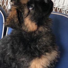 German Shepherds from Spirit Shepherds