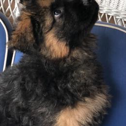 German Shepherds from Spirit Shepherds