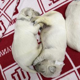 Girl Reservation 1 - Light golden female Golden Retriever puppy in Waterloo, Indiana from All 4 Paws of Pheasant Run