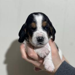 Cinnamon - Black brown and white female Basset Hound puppy in Lone Jack, Missouri from Wee Little Bassets
