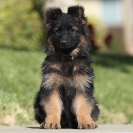 Lavender - Black and red German Shepherd puppy in El Dorado, California from von den Bären Shepherds