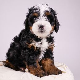 Snoopy - Tri-color Bernedoodle puppy in Saratoga Springs, Utah from Saratoga Springs Doodles