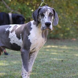 Banner - Great Dane