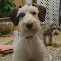 Sterling blue eyes - Parti male Miniature Schnauzer puppy in Panama City, Florida from Emerald Coast Schnauzers