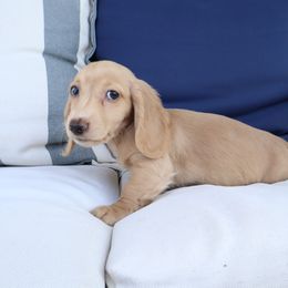 Ruby - Cream female Dachshund puppy in Mc Donough, Georgia from Hot Diggity Doxies