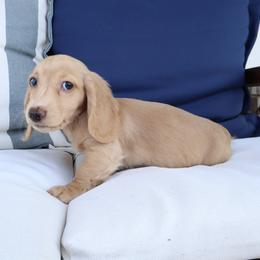 Ruby - Cream female Dachshund puppy in Mc Donough, Georgia from Hot Diggity Doxies