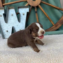 Boy 1 - Red tri male Miniature Australian Shepherd puppy in Checotah, Oklahoma from Wild Outlaw Aussies