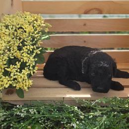 Coco - Black female Labradoodle puppy in Clinton, Ohio from P&L Doodles