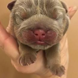 Annie - Lilac tri-color female Bulldog puppy in Cumming, Georgia from Happy Place Kennels