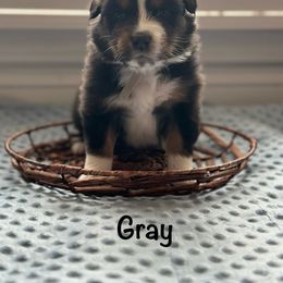 Australian Shepherd Puppies from Julia Rose Ranch