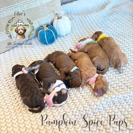 Aussiedoodle puppies from Olive’s Little Farmhouse Doodles