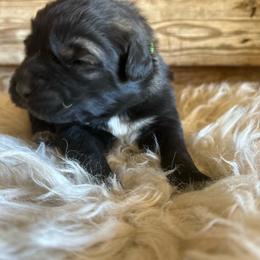 Female 3 - Light Green - Sable female Working Dog Cross puppy in Pleasant View, Colorado from Pails & Provisions Farm