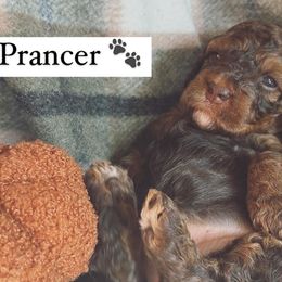 Girl 2 - Cockapoo puppy in Egg Harbor City, New Jersey from Grace Given Cockapoos (GGC)