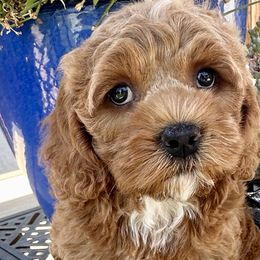 Shania - Red Cockapoo puppy in Roseville, California from Darby Park Doodles