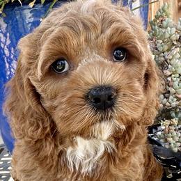 Shania - Red Cockapoo puppy in Roseville, California from Darby Park Doodles