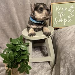 Dante-Blue Collar - Salt and pepper male Miniature Schnauzer puppy in Atoka, Oklahoma from Boggy Depot Cavaliers & Friends