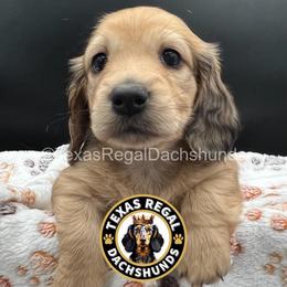 Pancake (Lacy Reign) - Cream female Dachshund puppy in Houston, Texas from Texas Regal Dachshunds LLC