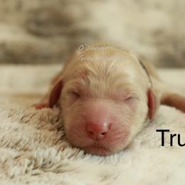 Goldendoodle Puppies from O’Doodle Clan Goldendoodles