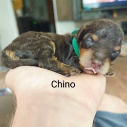 Cappuccino (Chino) - Red phantom male Aussiedoodle puppy in Haleyville, Alabama from The Cuddly Dood Ranch