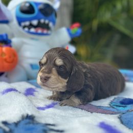 Girl 2 - Chocolate and cream female Dachshund puppy in Kissimmee, Florida from Dazzling Frenchies and Doxies