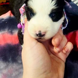 Maui - Black tri female Miniature Australian Shepherd puppy in Goode, Virginia from Furner Farms