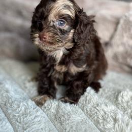 Jade - Merle female Cockapoo puppy in 77304, Texas from Little Valley Puppies