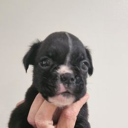 Boxer Puppies from Coast to Coast Boxers