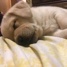 Labrador Retriever Puppies from True Grit Kennels