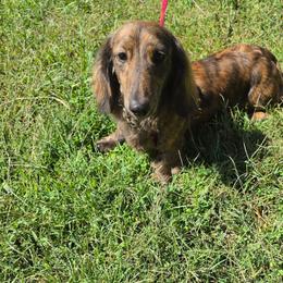 Kodak - Dachshund