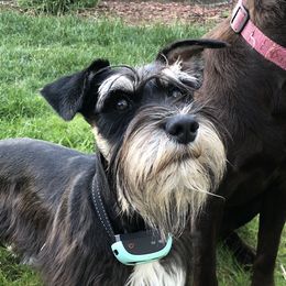 Milo - Miniature Schnauzer