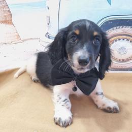 Blade  2000 - Black male Dachshund puppy in Grove, Oklahoma from Dachs on the lake