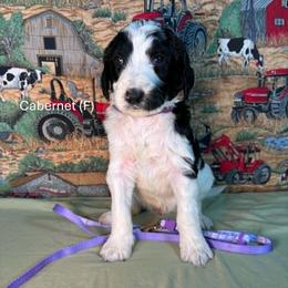 Cabernet - Parti female Goldendoodle puppy in Water Valley, Mississippi from Olympian Doodles