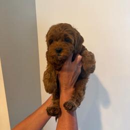 Abigail Adams - Apricot female Cavapoo puppy in Payson, Utah from Country Sky Doodles