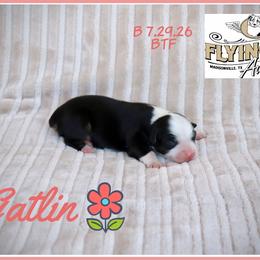Gatlin - Black tri female Miniature Australian Shepherd puppy in Madisonville, Texas from Flying LL Aussies