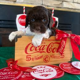Patron - Brown and white male Cockapoo puppy in Holton, Indiana from MoonShine Babies