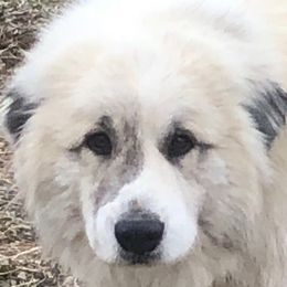 Zeke - Great Pyrenees