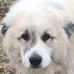 Zeke - Great Pyrenees