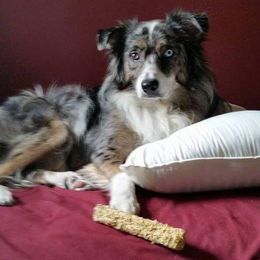 Merlin - Australian Shepherd