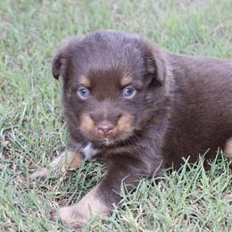 Pierre - Red tri male Miniature Australian Shepherd puppy in Paris, Texas from Kuttin’ Up Mini Aussies