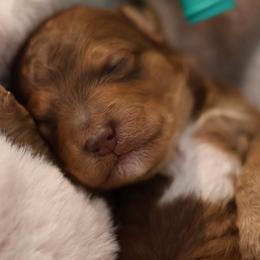 Cairo - Red  male Goldendoodle puppy in Forney, Texas from Diamond Doodle Pups and Poodles