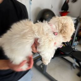 Havanese Puppies from Havanese Puppies of the Northshore