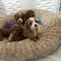 Poodle Puppies from Poodles 4 Life