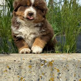 Female 1 - Red tri-color female Miniature American Shepherd puppy in Centerville, Washington from Turnin Heads