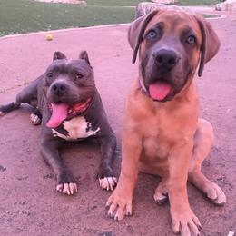 Boerboels from Blessed Boerboels