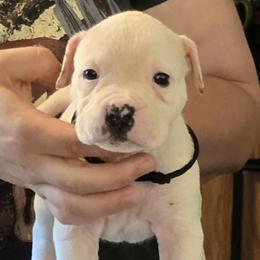 Marshmallow - White male American Bulldog puppy in Three Rivers, Michigan from Jemms Kennels