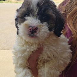 Bitsy - Black and white female Aussiedoodle puppy in Galena, Illinois from Perry's doodles
