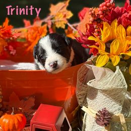 Trinity - Black and white female Border Collie puppy in Coventry, Rhode Island from Michelle's Border Collies